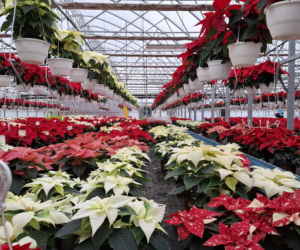 Gwiazda betlejemska to symbol Świąt Bożego Narodzenia. Jak o nią zadbać?