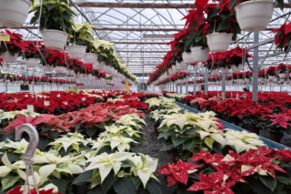 Gwiazda betlejemska to symbol Świąt Bożego Narodzenia. Jak o nią zadbać?