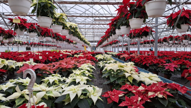 Gwiazda betlejemska to symbol Świąt Bożego Narodzenia. Jak o nią zadbać?