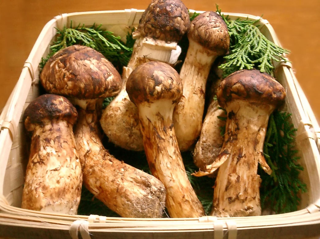Matsutake 