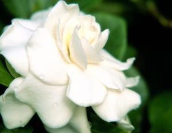 Gardenia