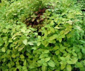 Tawuła japońska 'Golden Carpet'