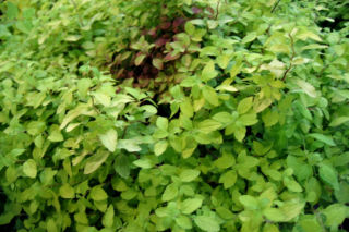 Tawuła japońska 'Golden Carpet'PBR - Spiraea japonica 'Golden Carpet'PBR = Spiraea x bumalda 'Golden Carpet'PBR