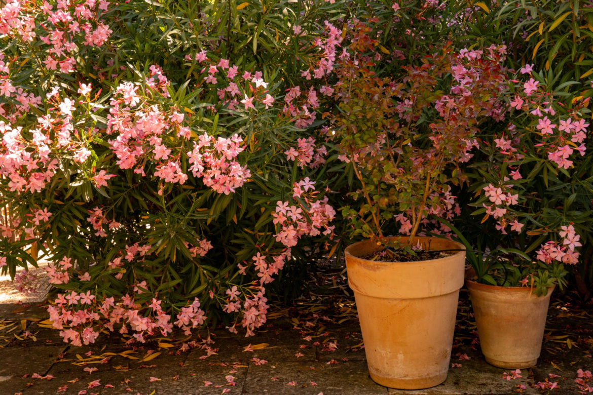 Oleander