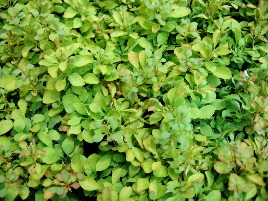 Berberys Thunberga