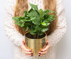 Jak uprawiać drzewko kawowe w doniczce? Mamy wskazówki