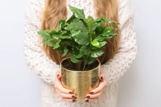 Jak uprawiać drzewko kawowe w doniczce? Mamy wskazówki