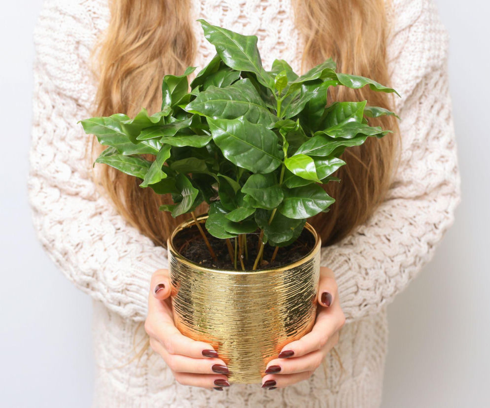 Jak uprawiać drzewko kawowe w doniczce? Mamy wskazówki