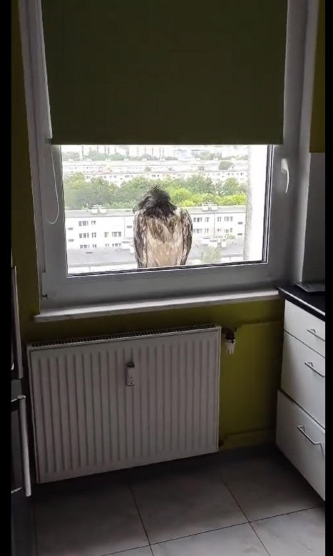 Olbrzymi ptak w Poznaniu