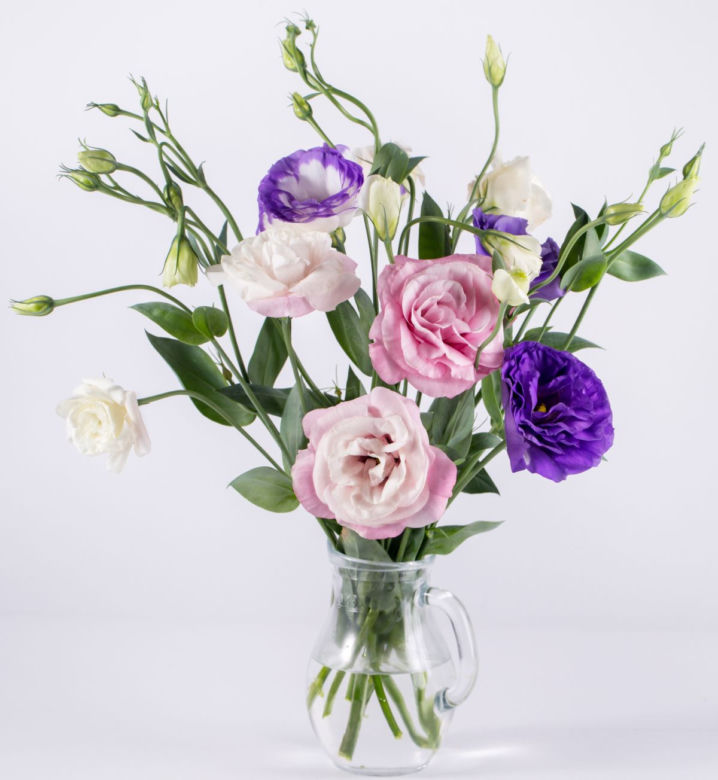 Eustoma