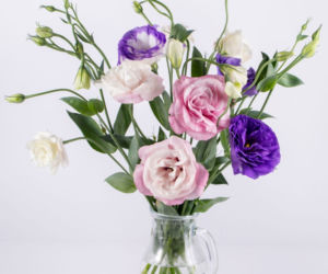 Eustoma