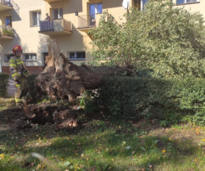 Powiśle. Halny łamał gigantyczne drzewa jak zapałki i przewracał je na samochody!