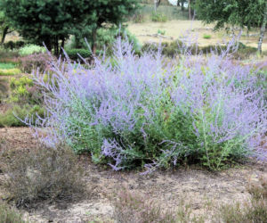 Ta roślina do złudzenia przypomina lawendę. Ma niewielkie wymagania, a z jej uprawą poradzi sobie nawet początkujący ogrodnik