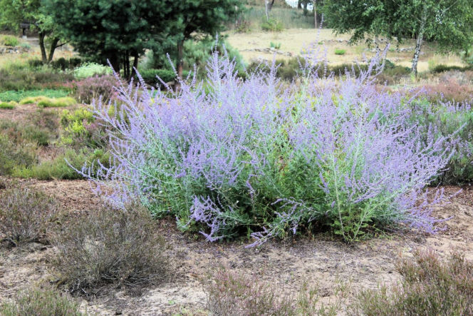 Ta roślina do złudzenia przypomina lawendę. Ma niewielkie wymagania, a z jej uprawą poradzi sobie nawet początkujący ogrodnik