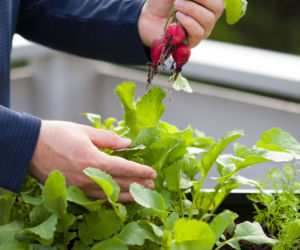 Rzodkiewka na balkonie