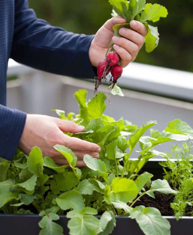 Rzodkiewka na balkonie