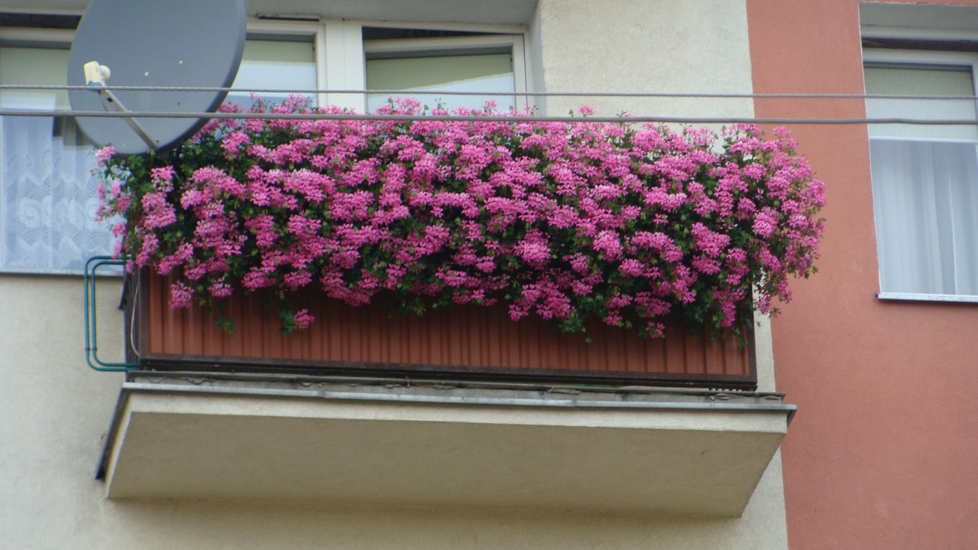 Najpiękniejsze balkony w Starachowicach
