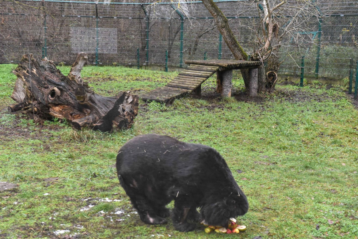Niedźwiedzica Wolta z toruńskiego Zoo skończyła 40 lat!