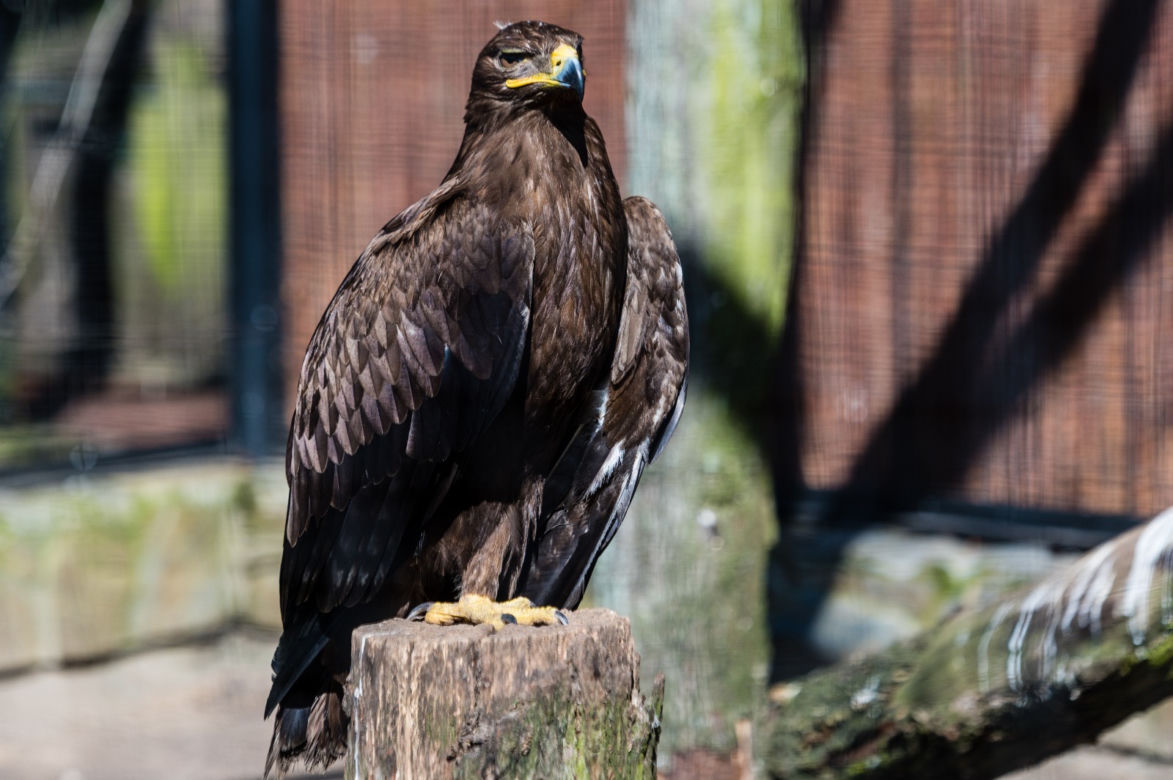 Koronawirus w Trójmieście. Zwierzęta z zoo tęsknią za ludźmi