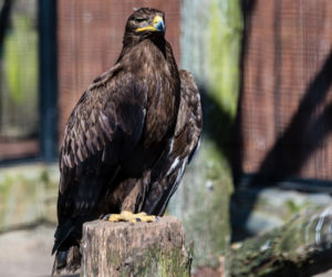 Koronawirus w Trójmieście. Zwierzęta z zoo tęsknią za ludźmi