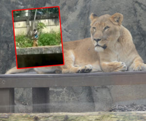 Nastolatek zakradł się na wybieg lwa. Horror w zoo!