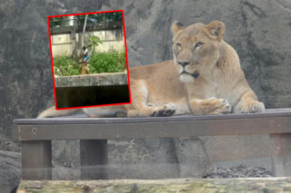 Nastolatek zakradł się na wybieg lwa. Horror w zoo!