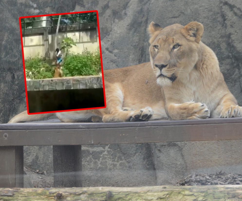 Nastolatek zakradł się na wybieg lwa i zginął. Horror w zoo! Jest wideo