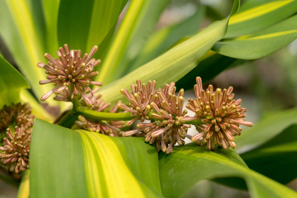 Kwitnąca dracena wonna