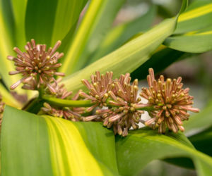 Dracena wonna
