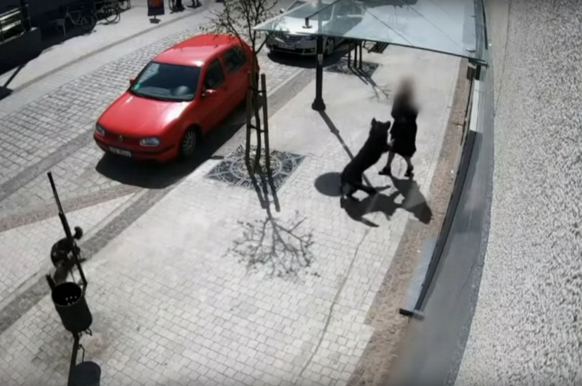 Przerażające sceny w Lęborku! Wielki pies zerwał się ze smyczy i zaatakował trzy osoby. 8-latka pogryziona [ZDJĘCIA].