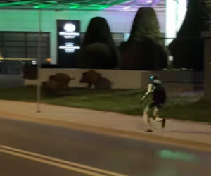 Robot humanoidalny Edward Warchocki przegania dziki w stolicy. Nagranie stało się hitem sieci