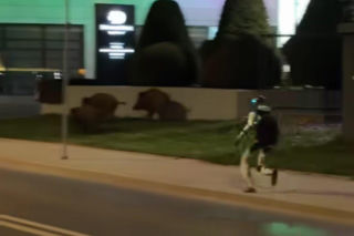 Robot humanoidalny Edward Warchocki przegania dziki w stolicy. Nagranie stało się hitem sieci