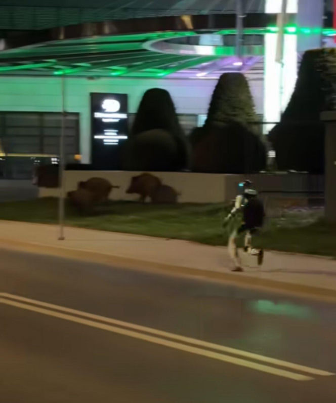 Robot humanoidalny Edward Warchocki przegania dziki w stolicy. Nagranie stało się hitem sieci