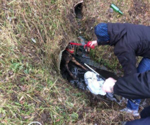Kraków: Ratowali wyziębionego psa. Zwierzę utknęło w kanale, w lodowatej wodzie [ZDJĘCIA]