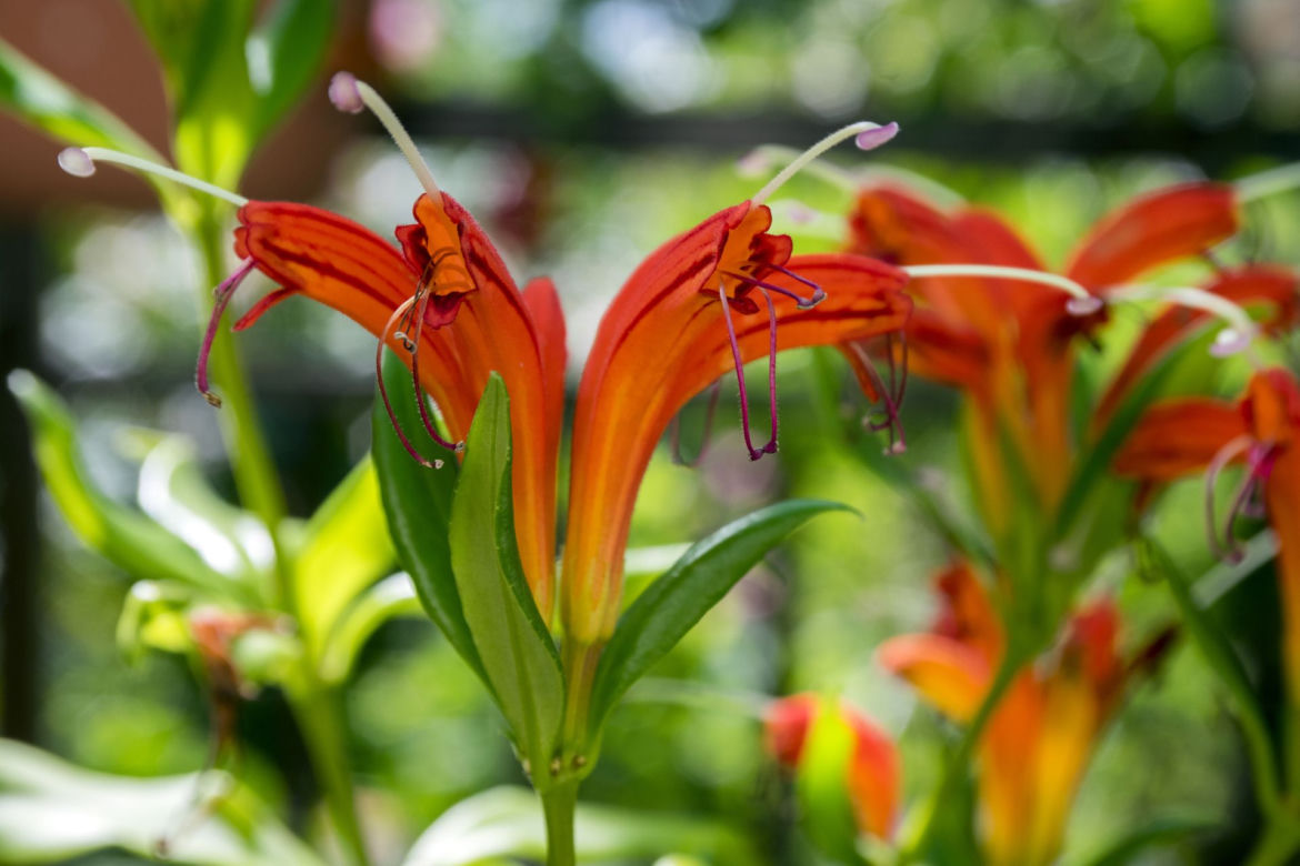 Eszynantus (Aeschynanthus)