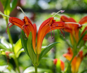Eszynantus (Aeschynanthus)