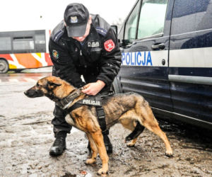 Django i Lila na tropie