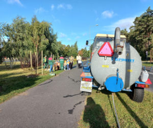 Posadzili ponad 30 drzew na Alejach Konstytucji 3 Maja w Lesznie. Wybrano trzy gatunki