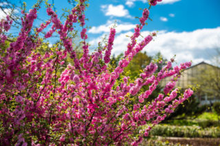 Migdałek trójklapowy wyglada zjawiskowo, gdy kwitnie. Jak sadzić i pielęgnować migdałka?