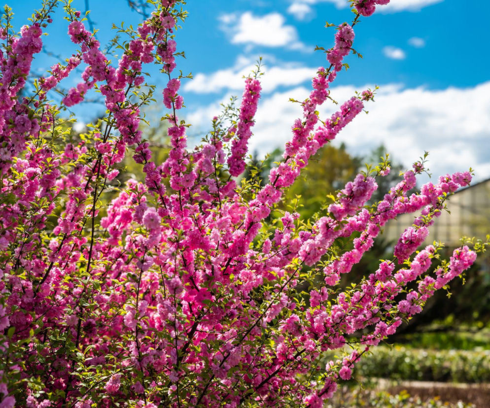 Migdałek trójklapowy