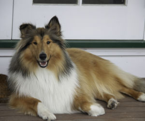 Owczarek szkocki Collie