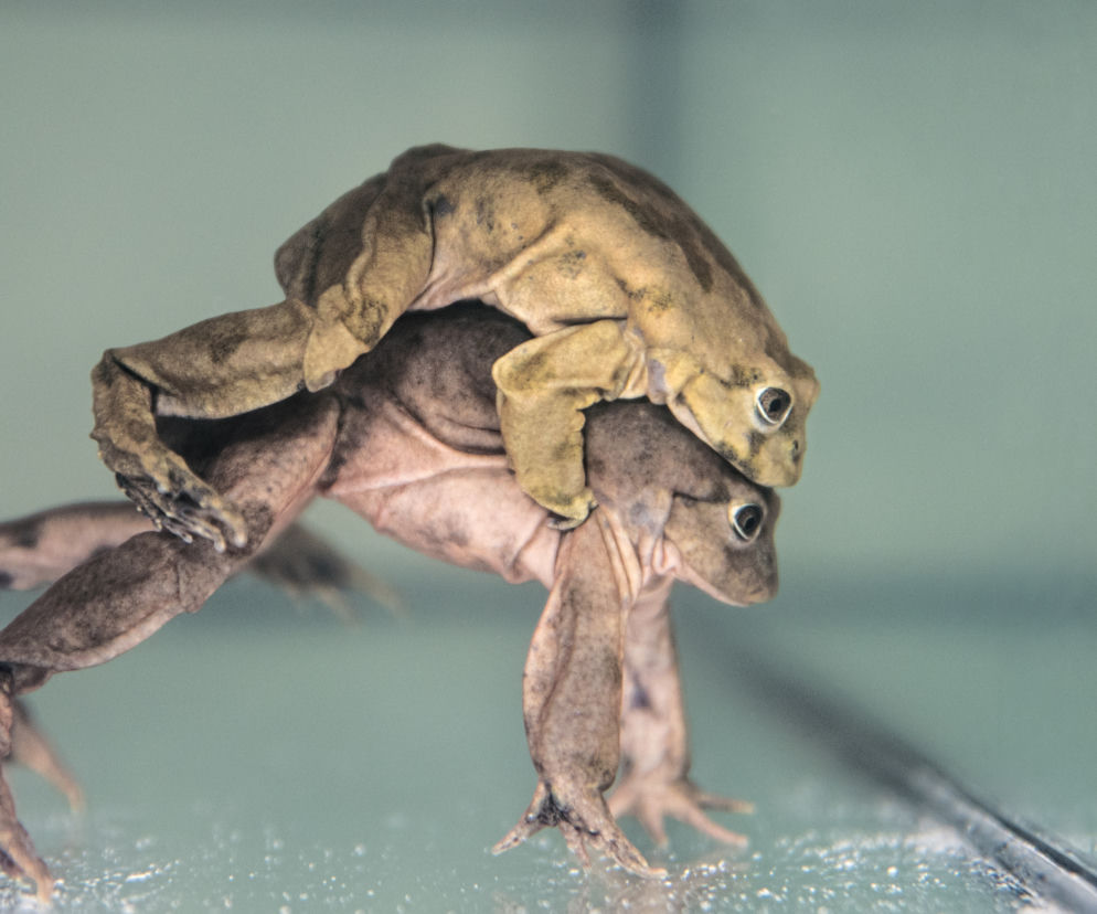We wrocławskim zoo można oglądać żaby z Titicaca