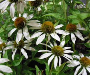jeżówka purpurowa 'Little Angel'