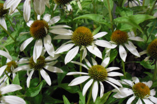 Jeżówka purpurowa 'Little Angel' PBR - Echinacea purpurea 'Little Angel'