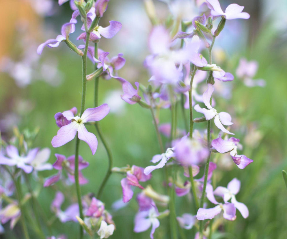 Kiedy siać maciejkę, by cieszyć się jej zapachem latem?