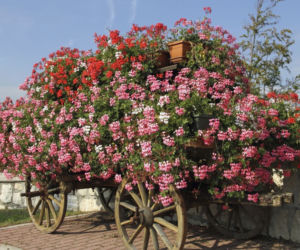 pelargonia