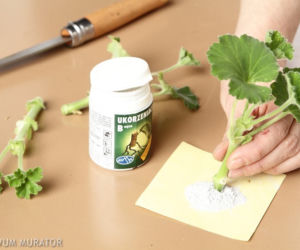 Sadzonki pelargonii