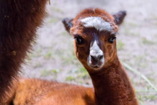 W warszawskim ZOO urodził się samczyk alpaki. Ogród zoologiczny szuka dla niego imienia. Ogłoszono konkurs