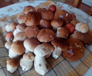 Grzybobranie na Podkarpaciu: Zdjęcia Czytelników
