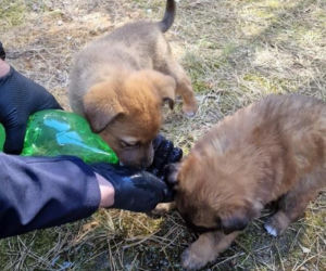 Pięcioro szczeniąt porzuconych w lesie. „Nie miały praktycznie żadnych szans”